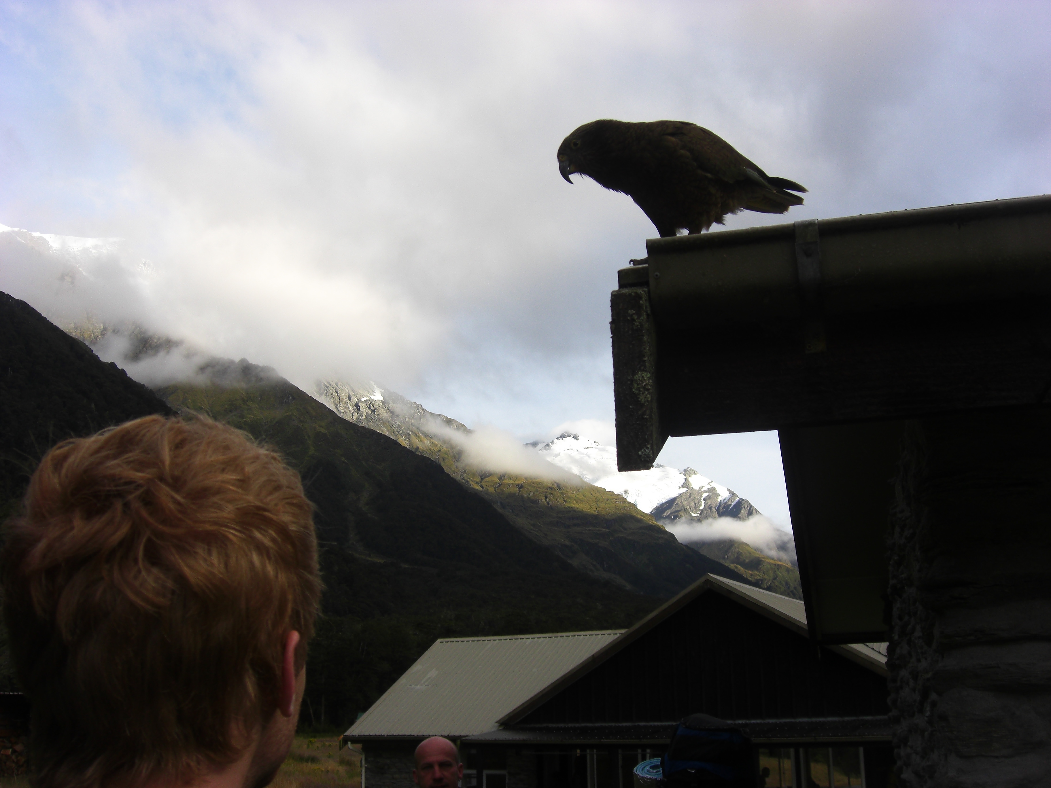 Cute little Kea