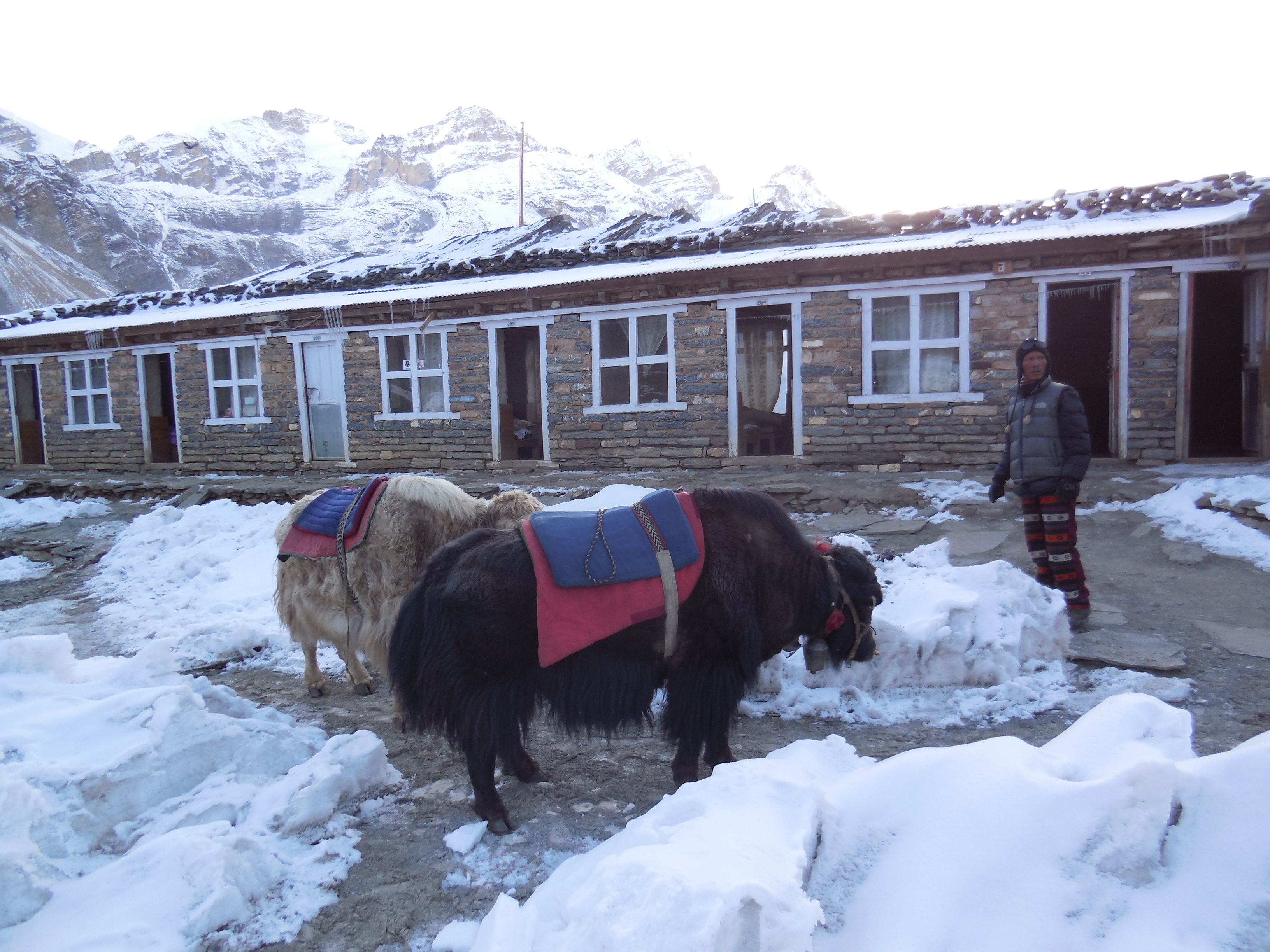 Yak Business. People can hire a yak guide and ride on the yak up to Thorung La. I think it cost something around 200 Dollar