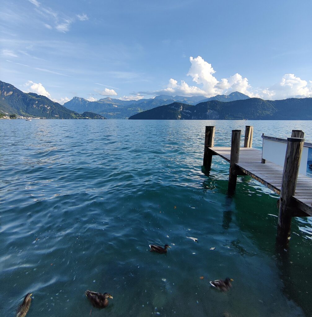 Die Schiffanlegestelle in Weggis mit Enten