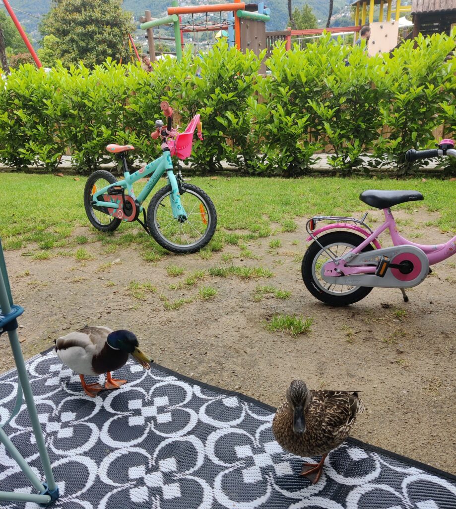Entenbesuch am Stellplatz Campofelice Camping Village