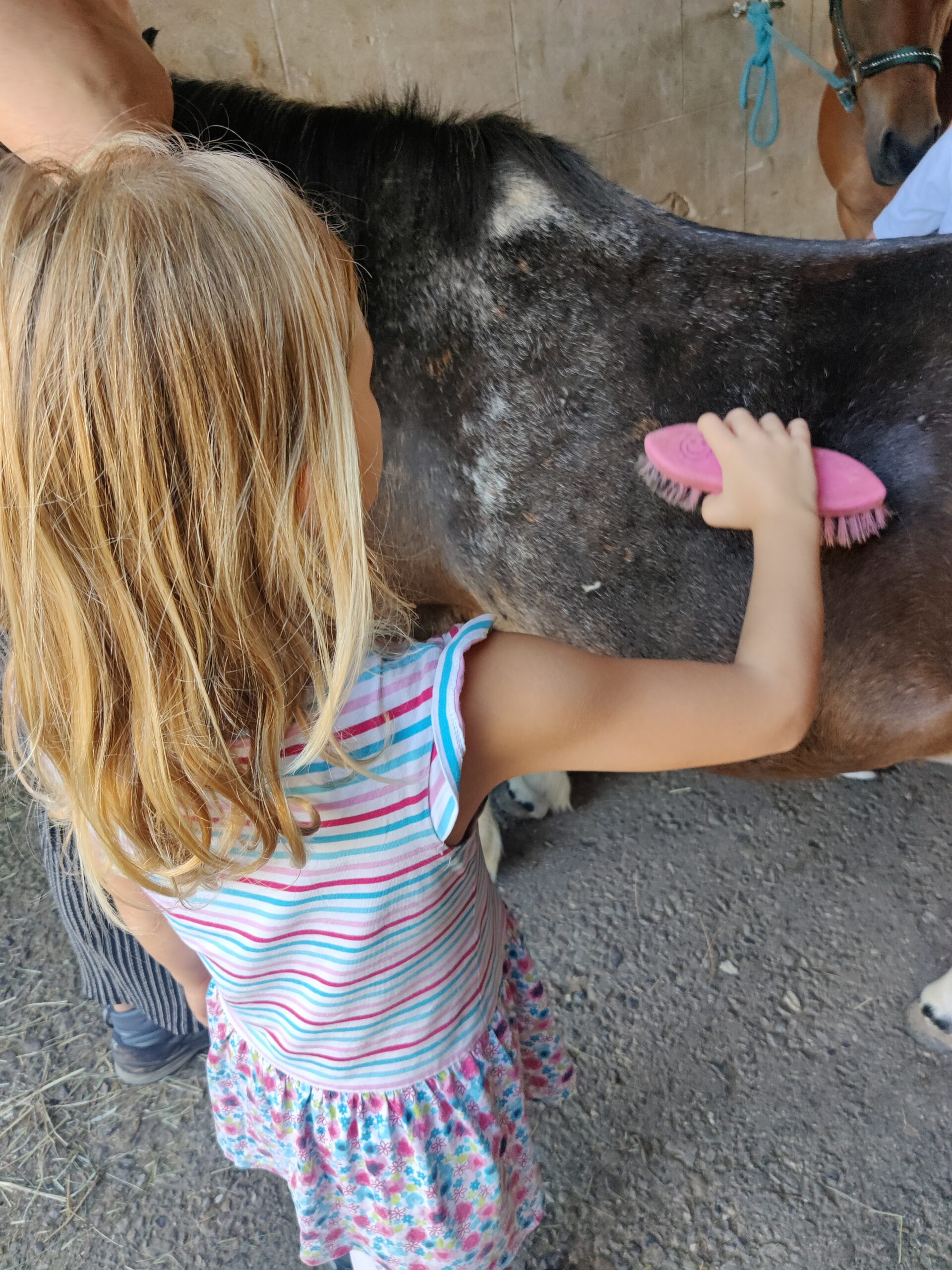 Pony vom Pony Club Schwarzenburg wird geputzt von Kind