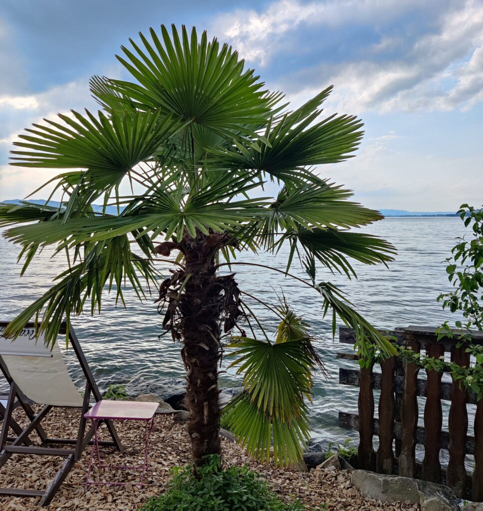 Die Bar auf dem TCS Camping Sempachersee